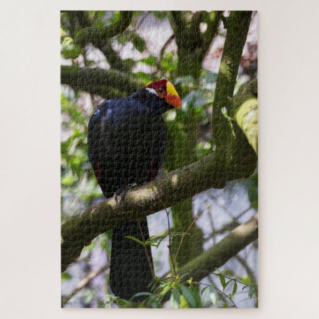 Lady Ross's Turaco (Vertikal)