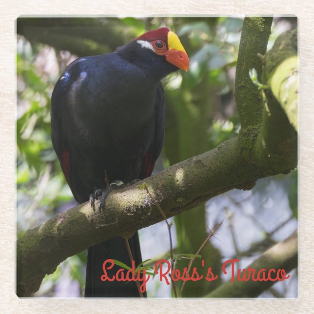 Lady Ross's Turaco Glasuntersetzer (Vorderseite)
