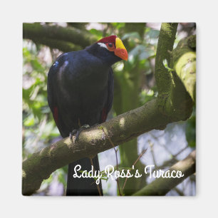 Lady Ross's Turaco Magnet