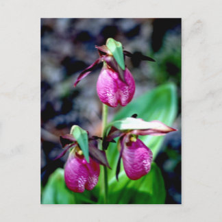 Lady Slipper I, Pink Green Garden Delight Postkarte