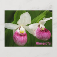 Lady Slipper Postcard