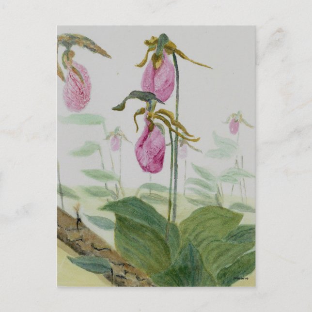 Lady Slippers Postkarte (Vorderseite)