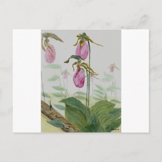 Lady Slippers Postkarte (Vorderseite)