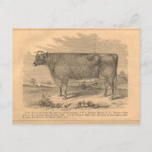 Lady Susan, 1863 erster Preis Kuh in Utica Postkarte