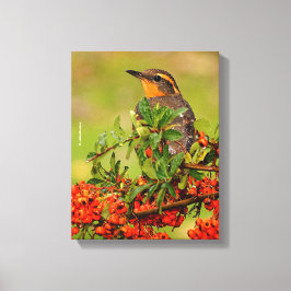 Lady Varied Thrush in die Pyracantha Bush Leinwanddruck