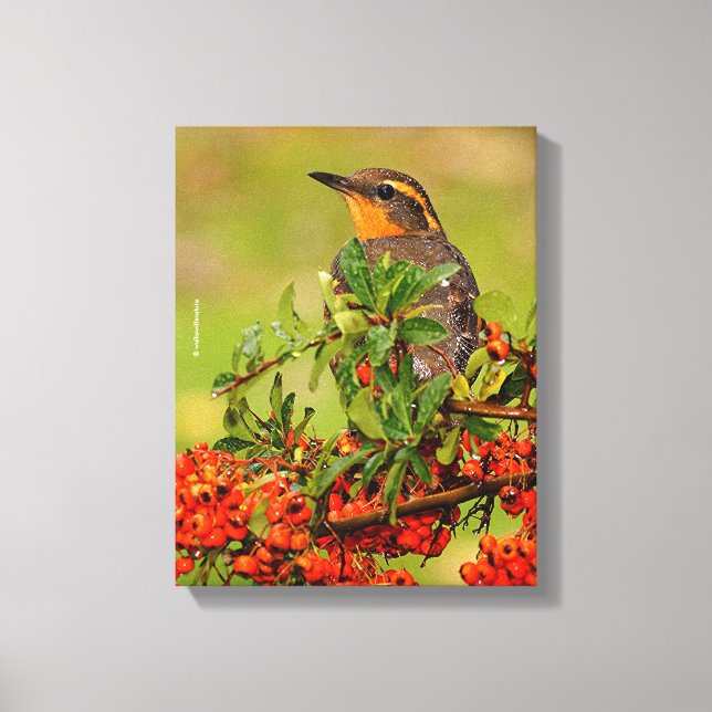 Lady Varied Thrush in die Pyracantha Bush Leinwanddruck (Vorderseite)
