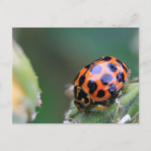 Lady-Vogel Postkarte