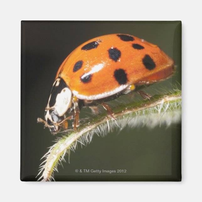 Ladybird auf Blatt, Ladybug auf Blatt Magnet (Vorne)