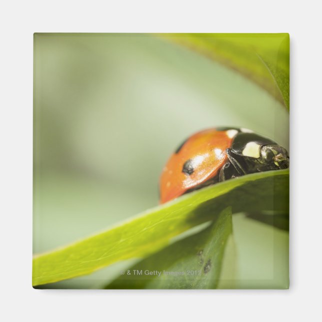 Ladybird auf Blatt, Ladybug auf Blatt Magnet (Vorne)