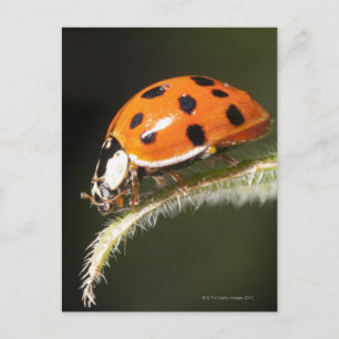 Ladybird auf Blatt, Ladybug auf Blatt Postkarte