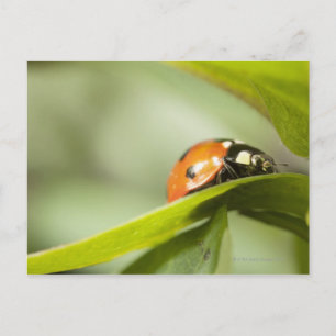 Ladybird auf Blatt, Ladybug auf Blatt Postkarte