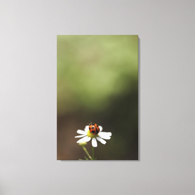 Ladybird auf der Chamomile-Blume Leinwanddruck (Vorderseite)