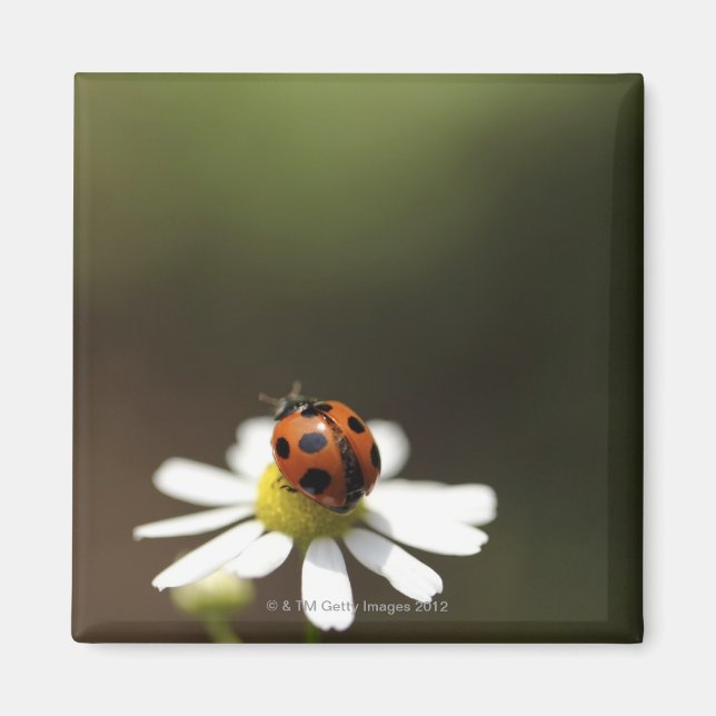 Ladybird auf der Chamomile-Blume Magnet (Vorne)