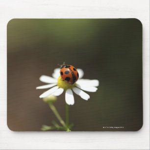 Ladybird auf der Chamomile-Blume Mousepad