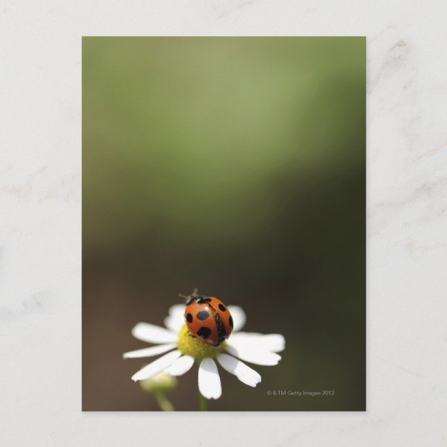 Ladybird auf der Chamomile-Blume Postkarte (Vorderseite)