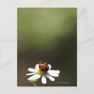 Ladybird auf der Chamomile-Blume Postkarte