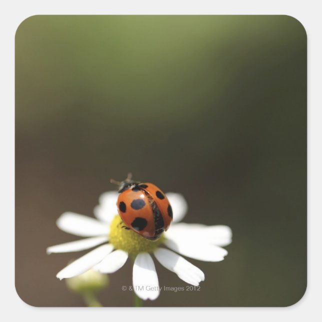 Ladybird auf der Chamomile-Blume Quadratischer Aufkleber (Vorderseite)