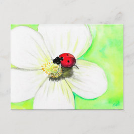 Ladybird auf der weißen Blume Postkarte