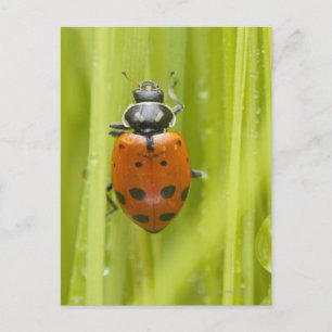 Ladybird auf Gras, nah Postkarte