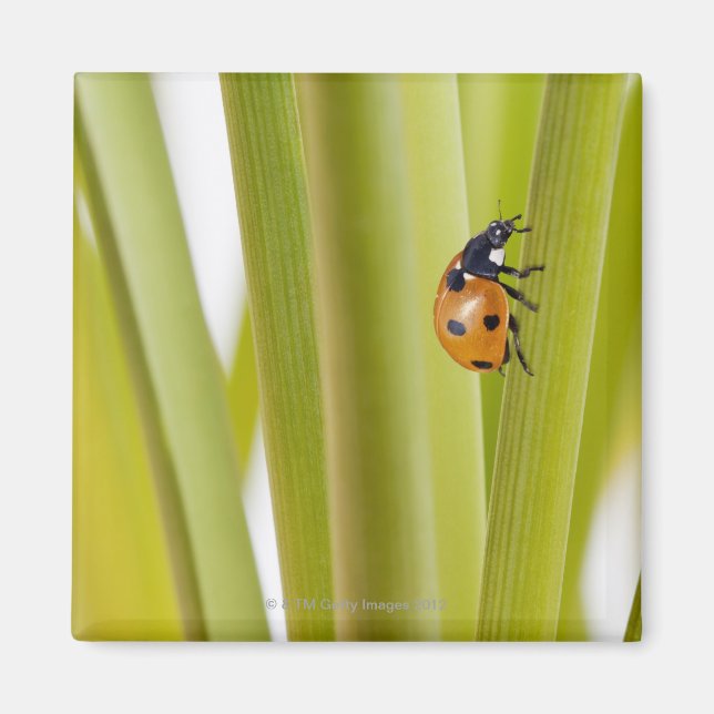 Ladybird auf Pflanze Magnet (Vorne)