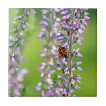 Ladybird auf violetten Blumen