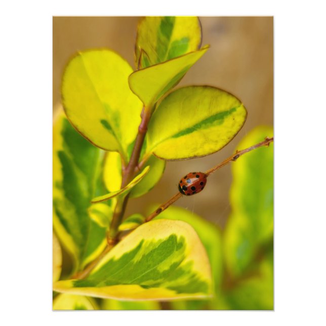 Ladybird Fotodruck (Vorne)