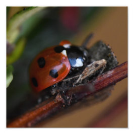 Ladybird Fotodruck