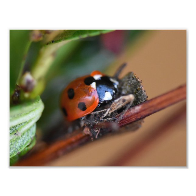 Ladybird Fotodruck (Vorne)