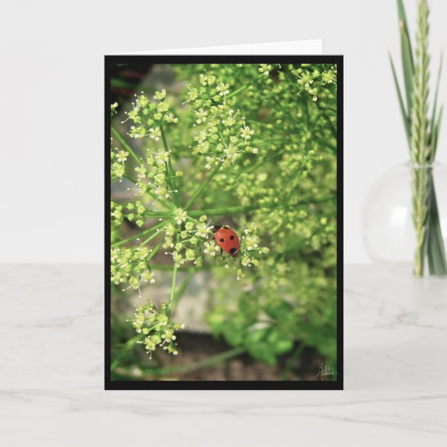 Ladybird [Grußkarte] Karte (Vorderseite)