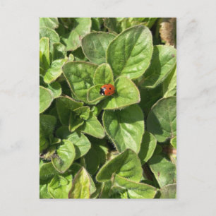 Ladybird im Park Postcard Postkarte