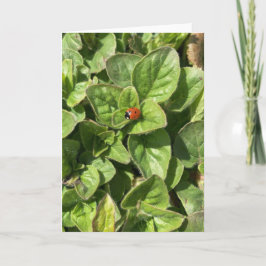 Ladybird in der Parkkarte Karte