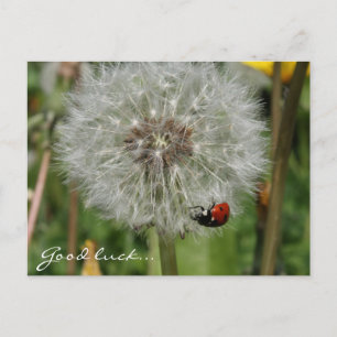 Ladybird-Käfer auf Löwenzahn Postkarte