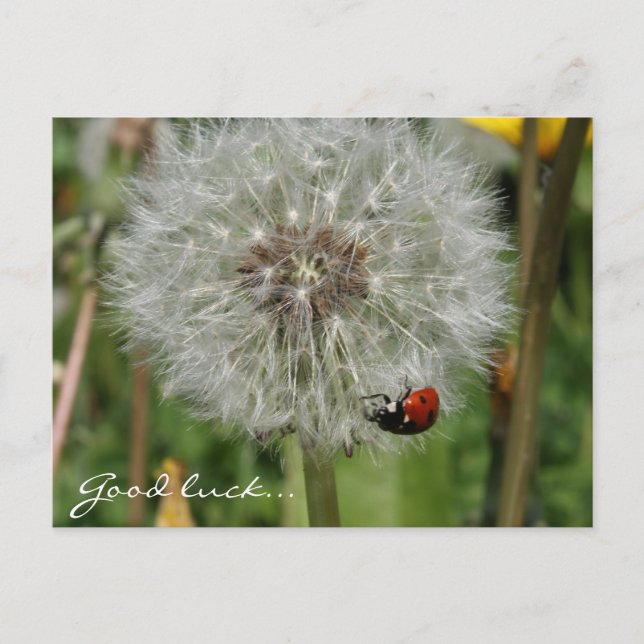 Ladybird-Käfer auf Löwenzahn Postkarte (Vorderseite)