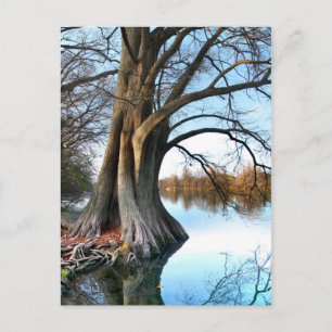 Ladybird Lake Cypress 2 in Austin Texas Postkarte