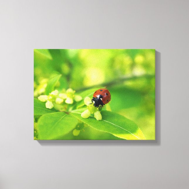 Ladybird Leinwanddruck (Vorderseite)