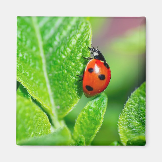 Ladybird Magnet (Vorne)