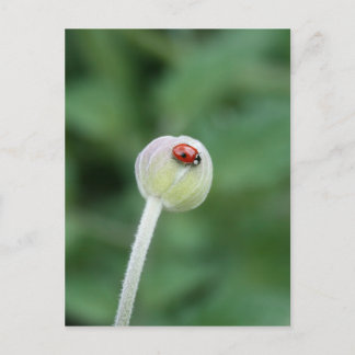 Ladybird Postcard Postkarte