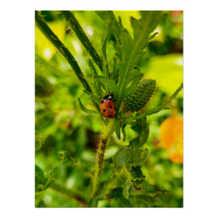 Ladybird Poster