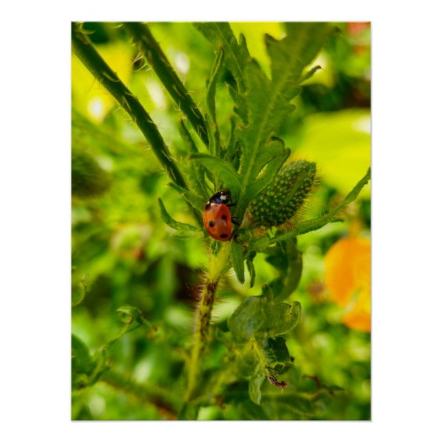 Ladybird Poster (Vorderseite)