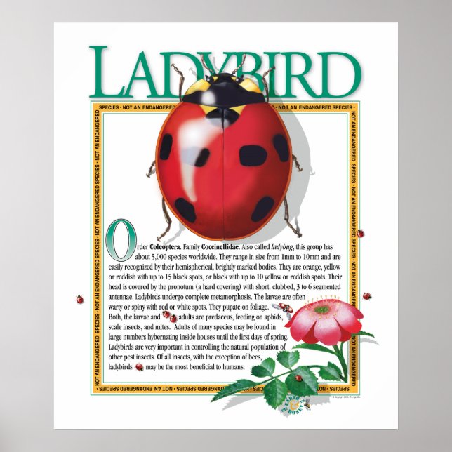 Ladybird Poster (Vorne)