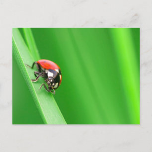Ladybird Postkarte