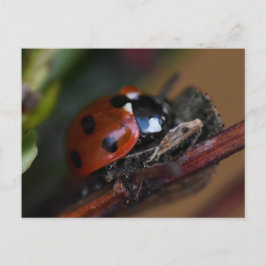 Ladybird Postkarte