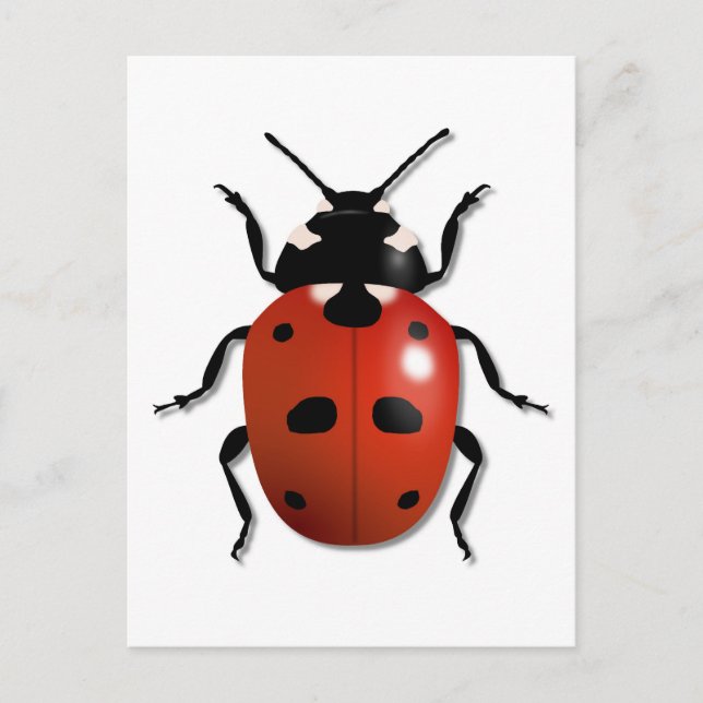 Ladybird Postkarte (Vorderseite)