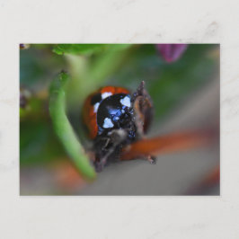 Ladybird Postkarte
