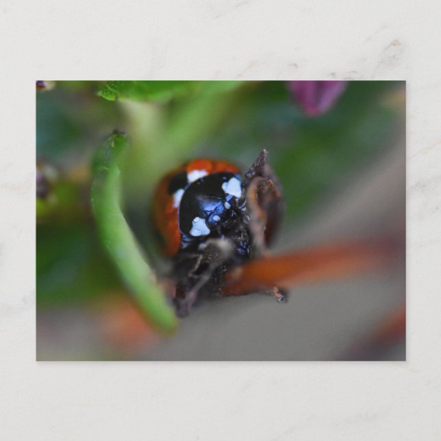 Ladybird Postkarte (Vorderseite)