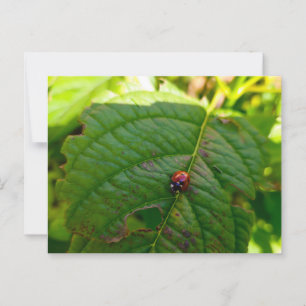 Ladybird Postkarte