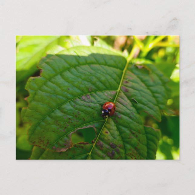 Ladybird Postkarte (Vorderseite)