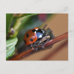 Ladybird Postkarte