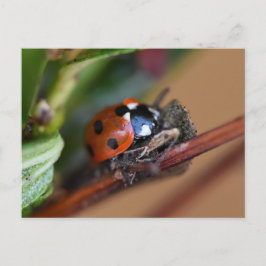 Ladybird Postkarte