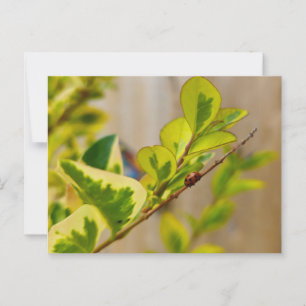 Ladybird Postkarte